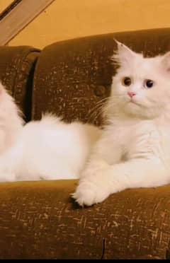 persian cat for sale odd eyes 0