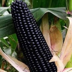 Black corn seed