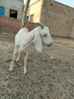Beautiful milk wali goat per day 1.5 kg