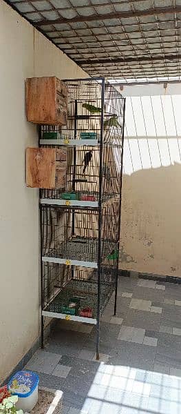 Birds & cage for sale 5