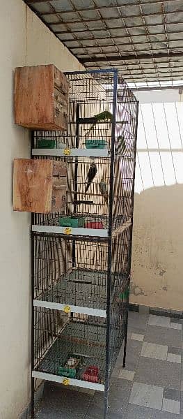 Birds & cage for sale 6