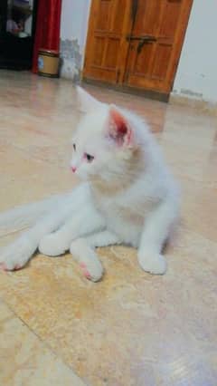 Cute & Trained Female Persian Cat white Color with Amber Eyes