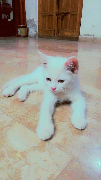 Cute & Trained Female Persian Cat white Color with Amber Eyes 1
