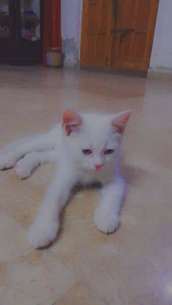 Cute & Trained Female Persian Cat white Color with Amber Eyes 2