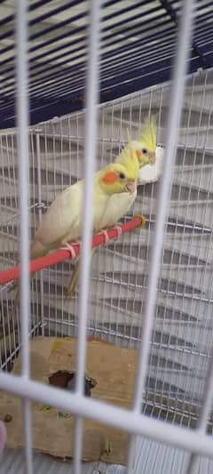 Cockatiel pair