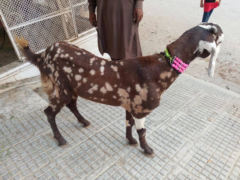 Bakra For Qurbani 2 Daant Full Active For Sale 9
