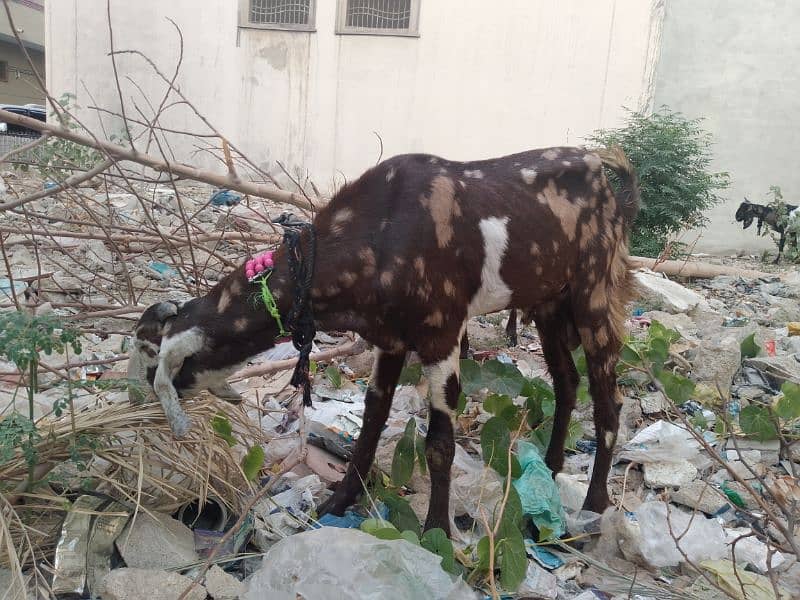 Bakra For Qurbani 2 Daant Full Active For Sale 11