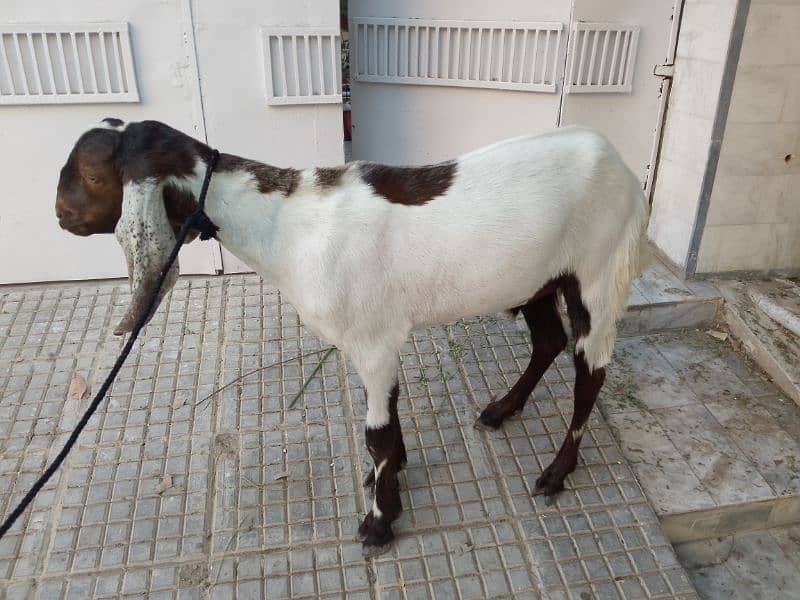 Bakra For Qurbani 2 Daant Full Active For Sale 12