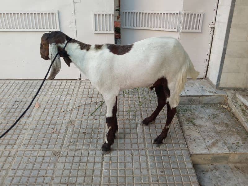 Bakra For Qurbani 2 Daant Full Active For Sale 13