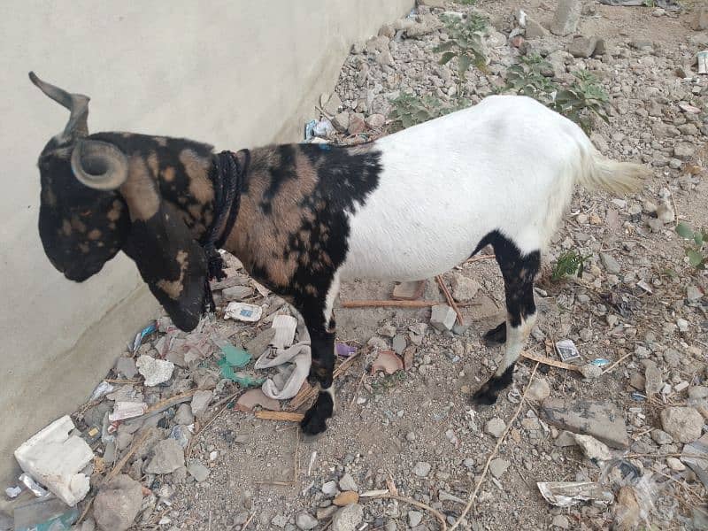 Bakra For Qurbani 2 Daant Full Active For Sale 16