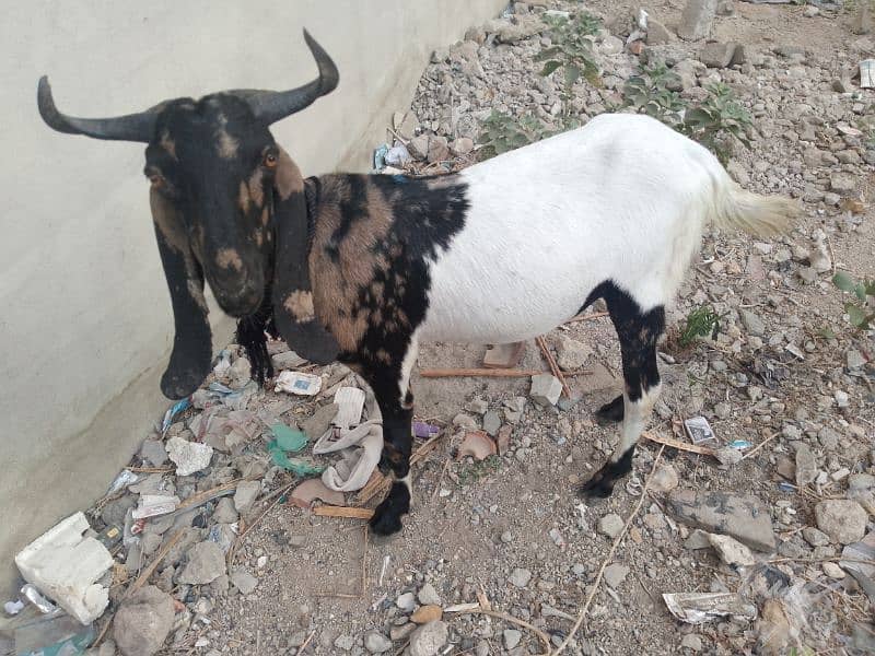 Bakra For Qurbani 2 Daant Full Active For Sale 17