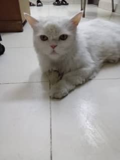 Persian cat ( pet )