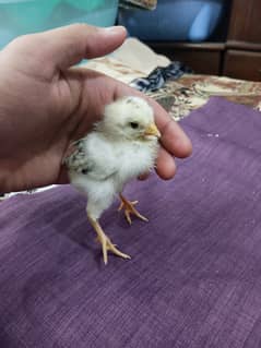 selling aseel chicks , aseel hen and cock 0