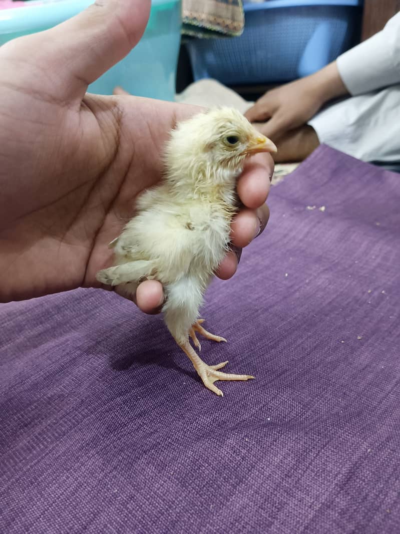 selling aseel chicks , aseel hen and cock 1