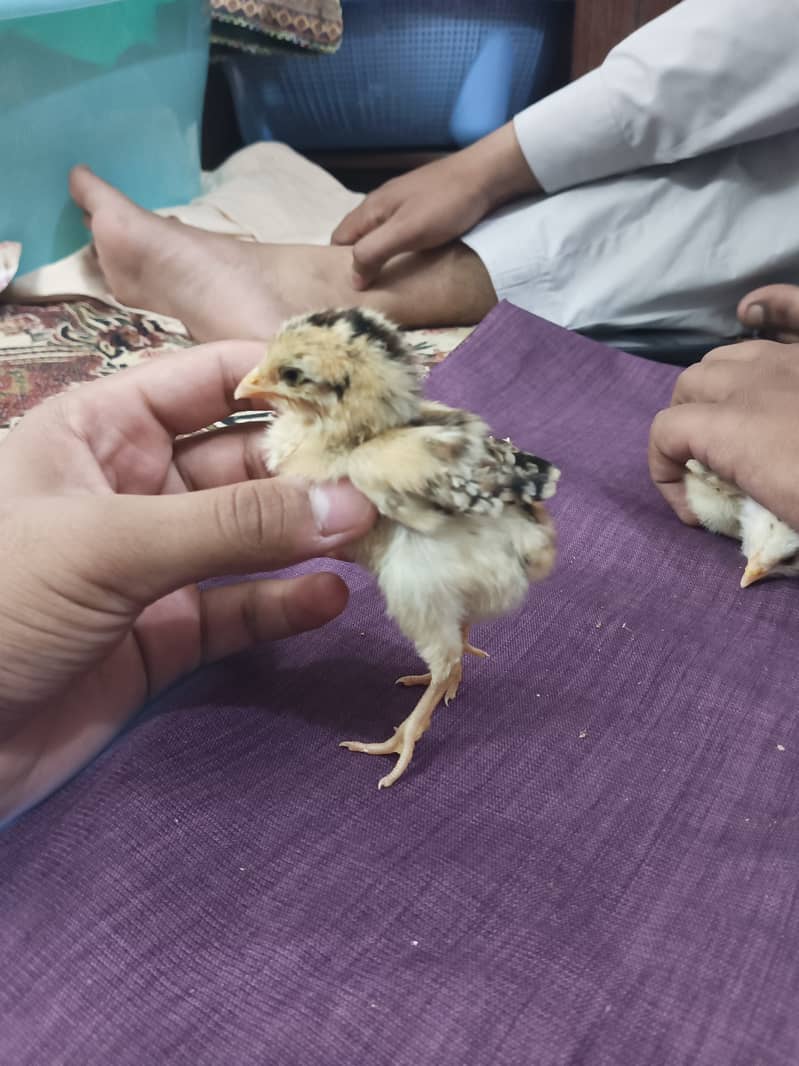 selling aseel chicks , aseel hen and cock 2