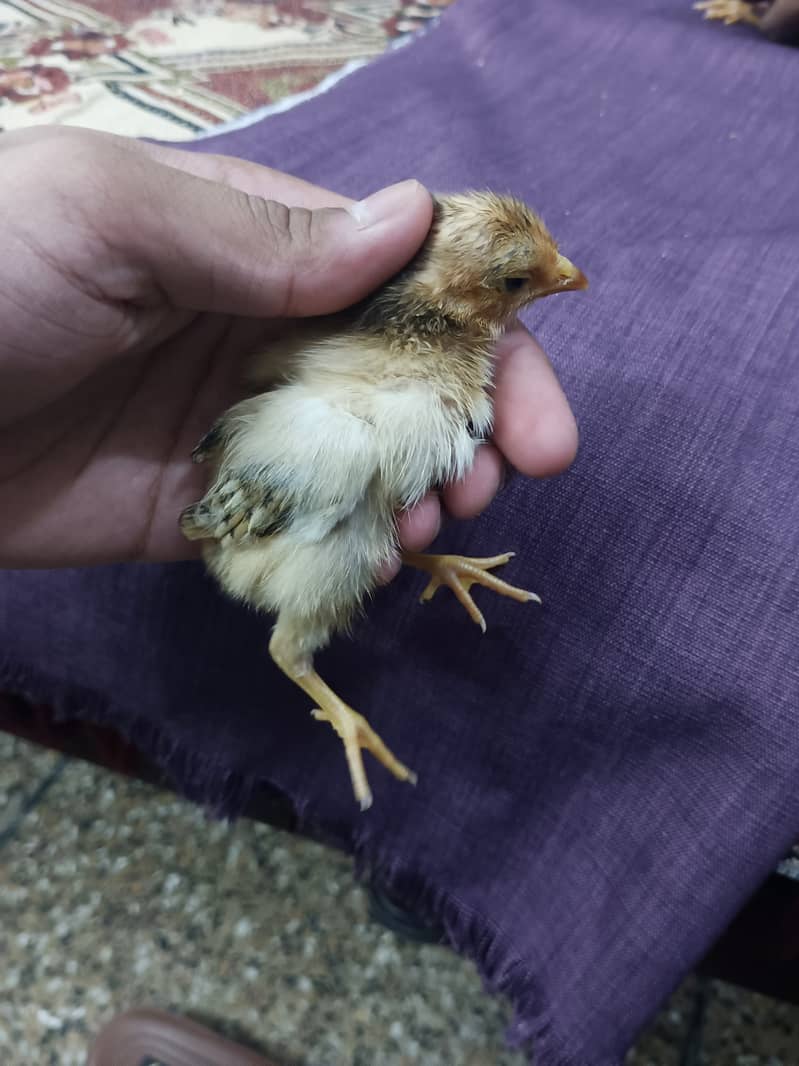 selling aseel chicks , aseel hen and cock 3