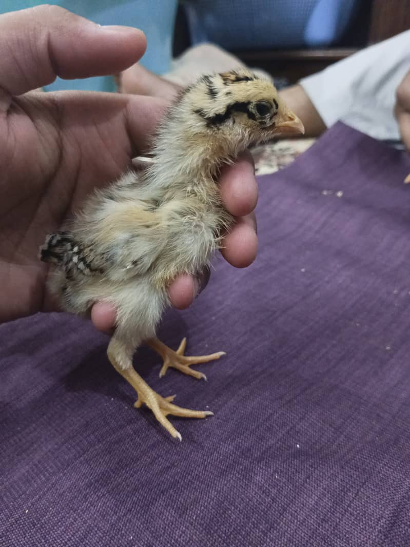 selling aseel chicks , aseel hen and cock 4