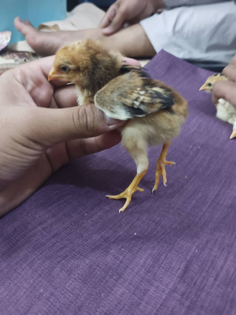 selling aseel chicks , aseel hen and cock 5