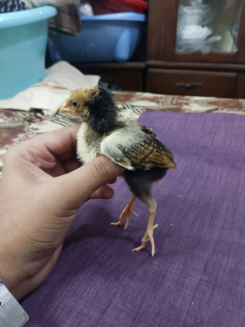 selling aseel chicks , aseel hen and cock 6