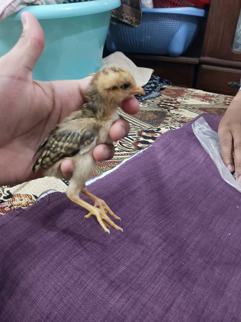 selling aseel chicks , aseel hen and cock 7