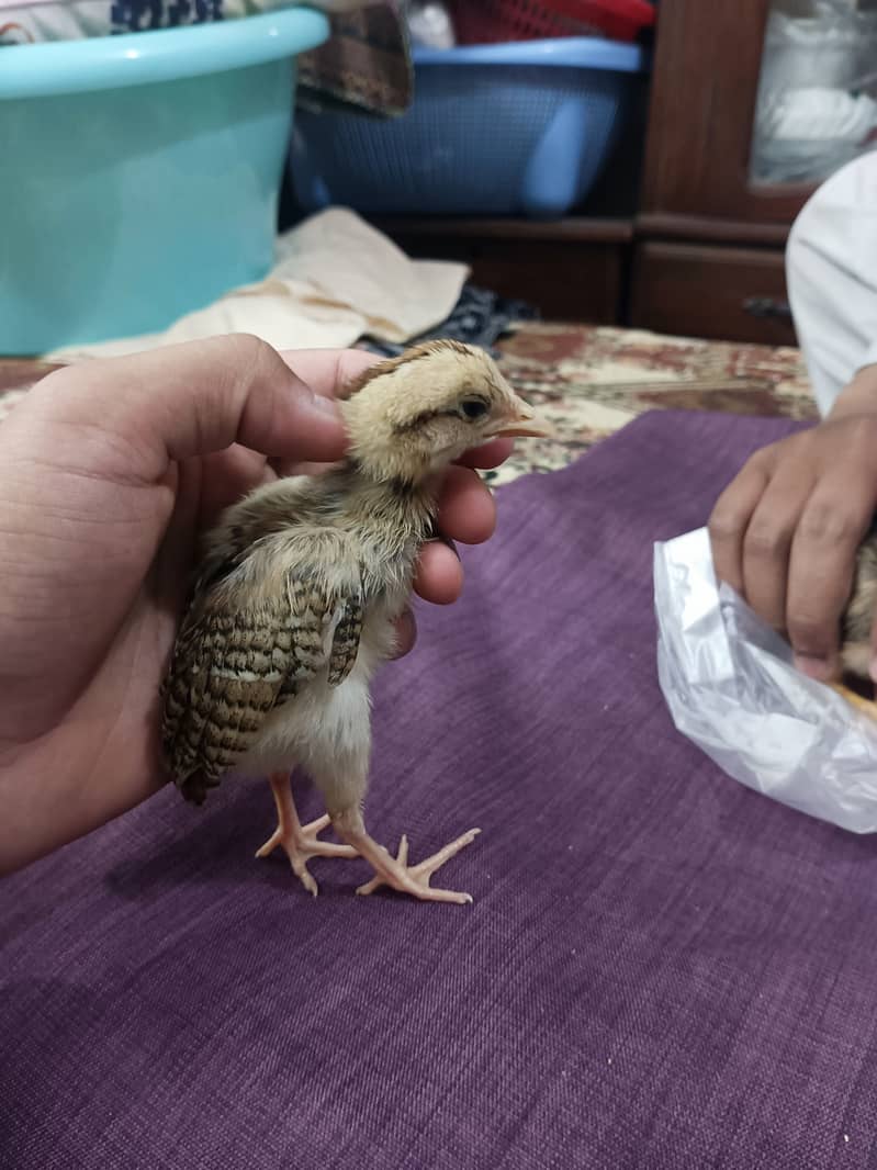 selling aseel chicks , aseel hen and cock 8