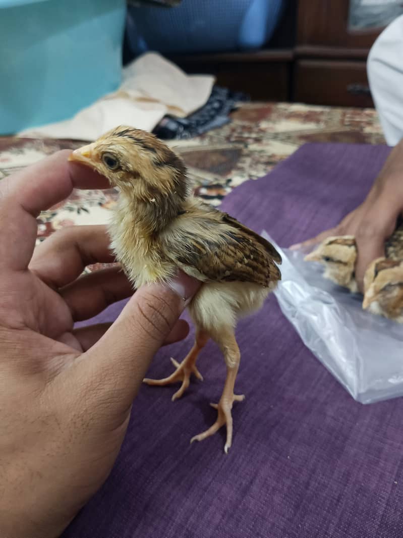 selling aseel chicks , aseel hen and cock 10