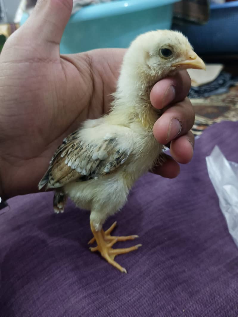 selling aseel chicks , aseel hen and cock 11