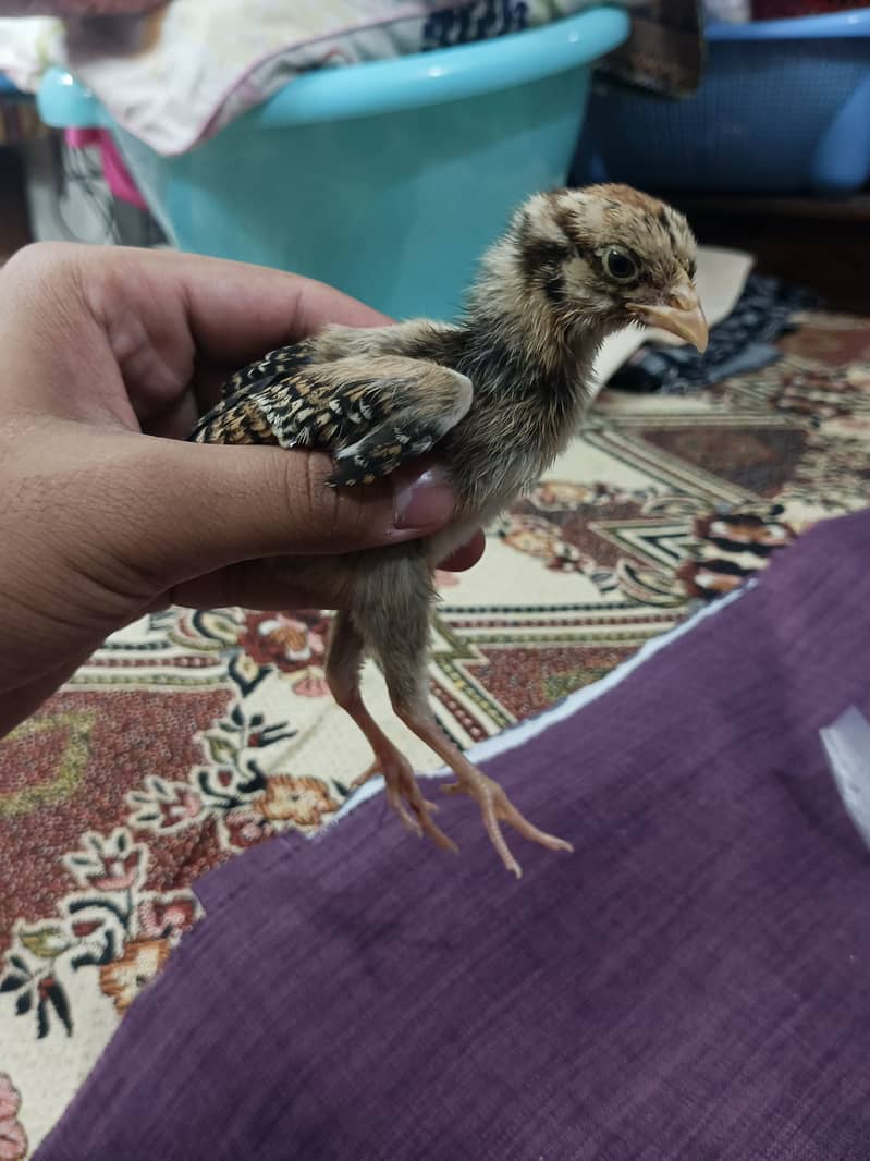 selling aseel chicks , aseel hen and cock 12