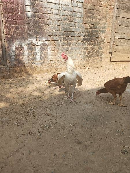 selling aseel chicks , aseel hen and cock 14
