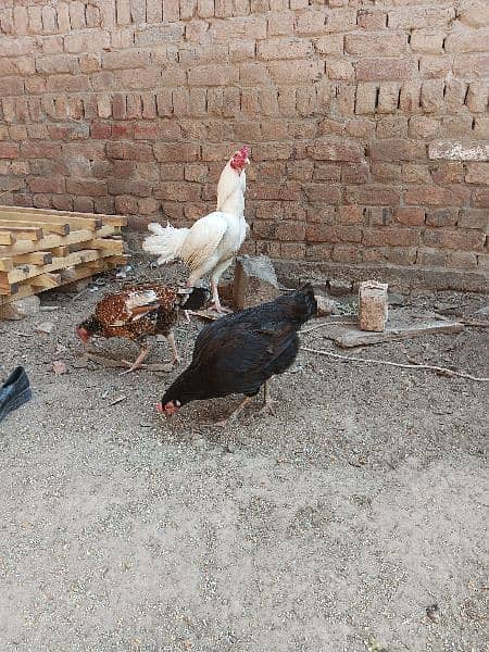 selling aseel chicks , aseel hen and cock 15