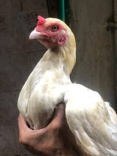 beautiful hen 0