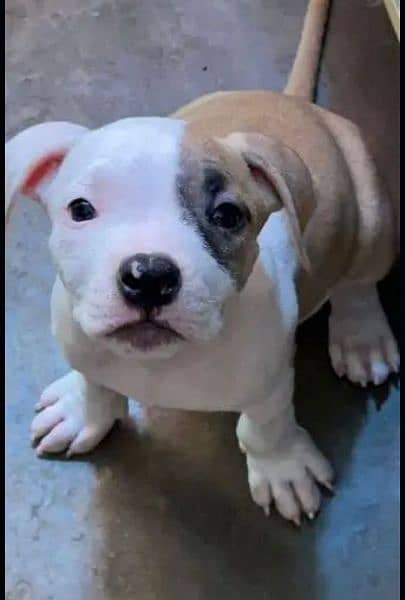 Amercian Pitbull Puppy 4