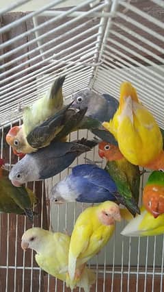all birds deal mutation and love birds