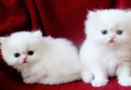 Persian triple coated kittens