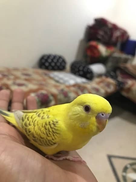Creamio red eye hand tame Australian parrot for sale 6