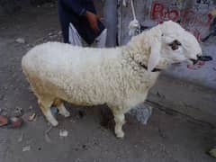 mashallah for sale sheep best for qurbani 2024 0