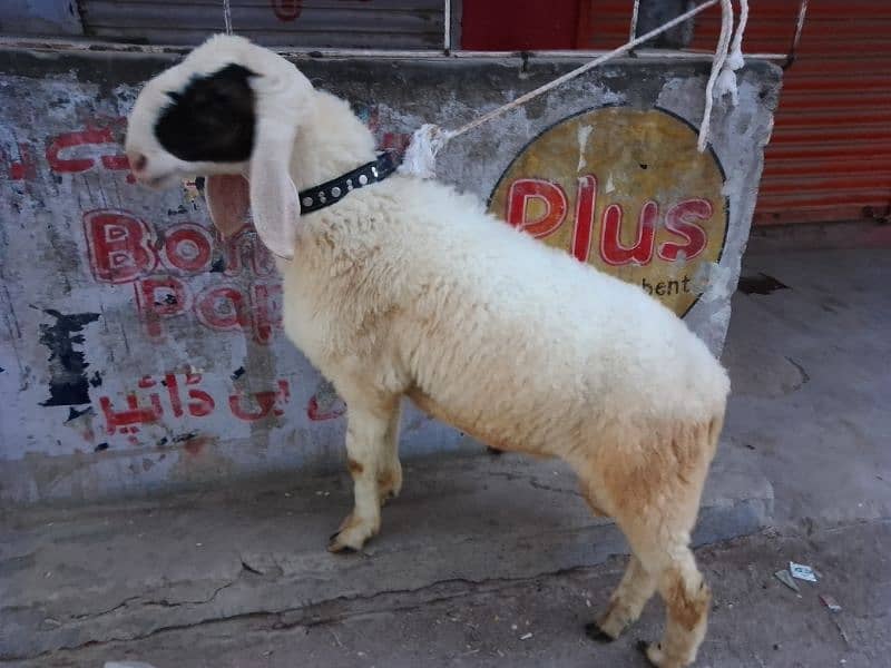 mashallah for sale sheep best for qurbani 2024 1