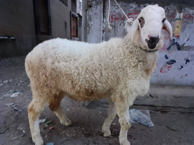 mashallah for sale sheep best for qurbani 2024 2
