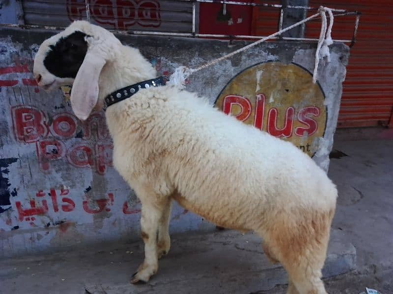 mashallah for sale sheep best for qurbani 2024 3