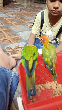 sun conure chik