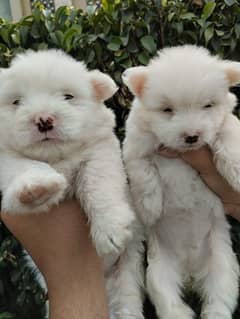 poodle/poodle dog/ terrier poodle/ puppies/ dog for sale