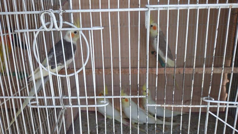 Kafi healthy and active birds 3