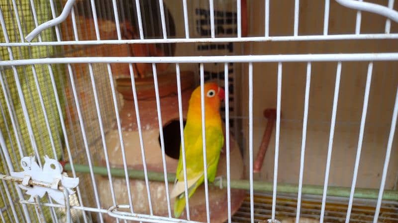 Kafi healthy and active birds 8