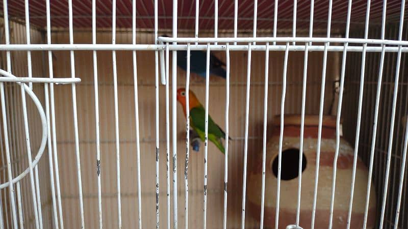 Kafi healthy and active birds 11