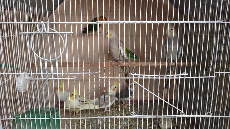 Kafi healthy and active birds 13