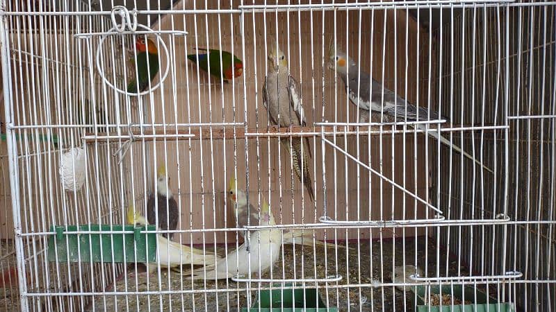 Kafi healthy and active birds 14