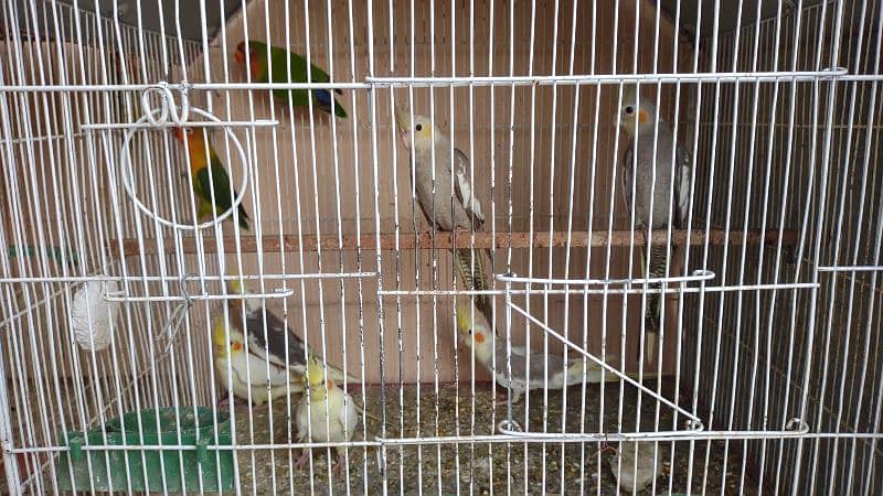 Kafi healthy and active birds 16