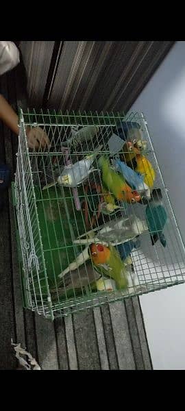 Kafi healthy and active birds 0