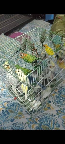 Kafi healthy and active birds 19