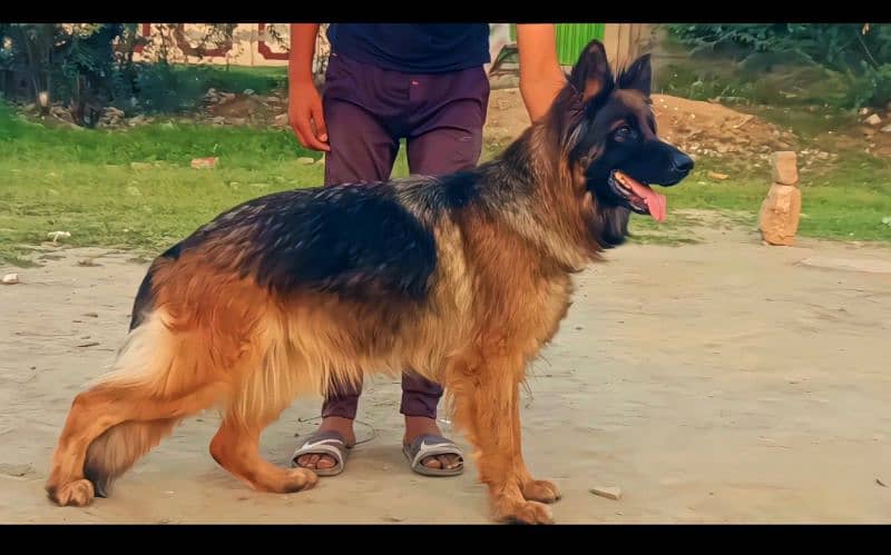 monster size long coated breeder German shepherd pink ped female 0